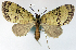 (Sauris erigens - CCDB-21789-F08)  @11 [ ] CreativeCommons - Attribution (2014) David Pollock Centre for Biodiversity Genomics