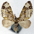  (Sauris viridata - CCDB-21789-G09)  @11 [ ] CreativeCommons - Attribution (2014) David Pollock Centre for Biodiversity Genomics