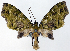 (Sauris lucens - CCDB-21789-F04)  @11 [ ] CreativeCommons - Attribution (2014) David Pollock Centre for Biodiversity Genomics
