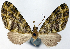  (Sauris griseolauta - CCDB-21789-G12)  @11 [ ] CreativeCommons - Attribution (2014) David Pollock Centre for Biodiversity Genomics