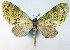  (Sauris imbecilla - CCDB-21789-H01)  @11 [ ] CreativeCommons - Attribution (2014) David Pollock Centre for Biodiversity Genomics