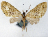  ( - CCDB-21789-H03)  @11 [ ] CreativeCommons - Attribution (2014) David Pollock Centre for Biodiversity Genomics