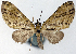  (Sauris nigricincta - CCDB-21789-G10)  @11 [ ] CreativeCommons - Attribution (2014) David Pollock Centre for Biodiversity Genomics
