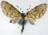 (Sauris oetakwana - CCDB-21789-H05)  @11 [ ] CreativeCommons - Attribution (2014) David Pollock Centre for Biodiversity Genomics
