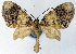  ( - CCDB-21789-G03)  @11 [ ] CreativeCommons - Attribution (2014) David Pollock Centre for Biodiversity Genomics