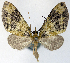  (Sauris pallidipalpis - CCDB-21789-G04)  @11 [ ] CreativeCommons - Attribution (2014) David Pollock Centre for Biodiversity Genomics