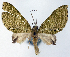  (Sauris parviplaga - CCDB-21789-F11)  @11 [ ] CreativeCommons - Attribution (2014) David Pollock Centre for Biodiversity Genomics