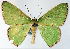  (Oenospila rufinotata - CCDB-21789-D08)  @11 [ ] CreativeCommons - Attribution (2014) David Pollock Centre for Biodiversity Genomics