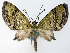  (Sauris septa - CCDB-21789-H04)  @11 [ ] CreativeCommons - Attribution (2014) David Pollock Centre for Biodiversity Genomics