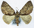  (Otucha - CCDB-21790-A11)  @11 [ ] CreativeCommons - Attribution (2014) David Pollock Centre for Biodiversity Genomics