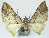  (Mnesiloba cauditornata - CCDB-21790-A06)  @11 [ ] CreativeCommons - Attribution (2014) David Pollock Centre for Biodiversity Genomics