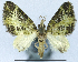  (Tripteridia commixtilinea - CCDB-21790-B07)  @11 [ ] CreativeCommons - Attribution (2014) David Pollock Centre for Biodiversity Genomics