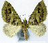  ( - CCDB-21790-A12)  @11 [ ] CreativeCommons - Attribution (2014) David Pollock Centre for Biodiversity Genomics
