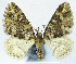  (Tripteridia expectens - CCDB-21790-B06)  @11 [ ] CreativeCommons - Attribution (2014) David Pollock Centre for Biodiversity Genomics