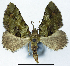  (Micromia fulvipuncta - CCDB-21790-A10)  @11 [ ] CreativeCommons - Attribution (2014) David Pollock Centre for Biodiversity Genomics