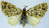  (Tripteridia hypocalypsis - CCDB-21790-B03)  @11 [ ] CreativeCommons - Attribution (2014) David Pollock Centre for Biodiversity Genomics