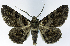  (Cleora illustraria aequivoca - CCDB-21790-C06)  @11 [ ] CreativeCommons - Attribution (2014) David Pollock Centre for Biodiversity Genomics
