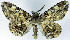  ( - CCDB-21790-C05)  @11 [ ] CreativeCommons - Attribution (2014) David Pollock Centre for Biodiversity Genomics