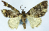 (Eupithecia lissopis - CCDB-21790-A02)  @11 [ ] CreativeCommons - Attribution (2014) David Pollock Centre for Biodiversity Genomics