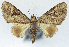  (Mnesiloba partitecta - CCDB-21790-A05)  @11 [ ] CreativeCommons - Attribution (2014) David Pollock Centre for Biodiversity Genomics