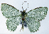  ( - CCDB-21790-G06)  @11 [ ] CreativeCommons - Attribution (2014) David Pollock Centre for Biodiversity Genomics