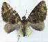  ( - CCDB-21790-C02)  @11 [ ] CreativeCommons - Attribution (2014) David Pollock Centre for Biodiversity Genomics