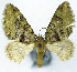  (Tripteridia stabilis - CCDB-21790-B02)  @11 [ ] CreativeCommons - Attribution (2014) David Pollock Centre for Biodiversity Genomics