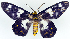  (Dysphania tentans schoutensis - BMNH(E) #817017)  @11 [ ] CreativeCommons - Attribution (2014) David Polluck Centre for Biodiversity Genomics