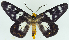  (Dysphania tentans tentans - BMNH(E) #817018)  @11 [ ] CreativeCommons - Attribution (2014) David Polluck Centre for Biodiversity Genomics
