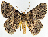  ( - BMNH(E) #817063)  @11 [ ] CreativeCommons - Attribution (2014) David Polluck Centre for Biodiversity Genomics