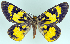  ( - BMNH(E) #817075)  @11 [ ] CreativeCommons - Attribution (2014) David Polluck Centre for Biodiversity Genomics