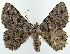  ( - BMNH(E) #817097)  @11 [ ] CreativeCommons - Attribution (2014) David Polluck Centre for Biodiversity Genomics