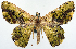  (Aeolochroma prasina spadicocampa - BMNH(E) #817129)  @11 [ ] CreativeCommons - Attribution (2014) David Polluck Centre for Biodiversity Genomics