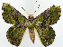  (Aeolochroma prasina angustifascia - BMNH(E) #817134)  @11 [ ] CreativeCommons - Attribution (2014) David Polluck Centre for Biodiversity Genomics