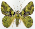  ( - BMNH(E) #817136)  @11 [ ] CreativeCommons - Attribution (2014) David Polluck Centre for Biodiversity Genomics