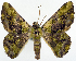  ( - BMNH(E) #817144)  @11 [ ] CreativeCommons - Attribution (2014) David Polluck Centre for Biodiversity Genomics