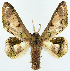  ( - BMNH(E) #817145)  @11 [ ] CreativeCommons - Attribution (2014) David Polluck Centre for Biodiversity Genomics