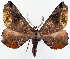  (Palaeodoxa - BMNH(E) #817149)  @11 [ ] CreativeCommons - Attribution (2014) David Polluck Centre for Biodiversity Genomics
