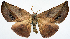  (Onycodes leptoctenopsis - BMNH(E) #817164)  @11 [ ] CreativeCommons - Attribution (2014) David Polluck Centre for Biodiversity Genomics