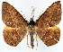  ( - BMNH(E) #817235)  @11 [ ] CreativeCommons - Attribution (2014) David Polluck Centre for Biodiversity Genomics