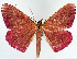  (Eumelea rosalia - BMNH(E) #817264)  @11 [ ] CreativeCommons - Attribution (2014) David Polluck Centre for Biodiversity Genomics