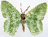  (Maxates orthodesma - 817424)  @11 [ ] CreativeCommons - Attribution Non-Commercial Share-Alike (2015) David Polluck Smithsonian Institution