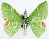  (Protuliocnemis biplagiata - 817436)  @11 [ ] CreativeCommons - Attribution Non-Commercial Share-Alike (2015) David Polluck Smithsonian Institution