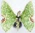  (Protuliocnemis rookaria - 817437)  @11 [ ] CreativeCommons - Attribution Non-Commercial Share-Alike (2015) David Polluck Smithsonian Institution