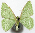  (Comibaena viridifimbria - 817440)  @11 [ ] CreativeCommons - Attribution Non-Commercial Share-Alike (2015) David Polluck Smithsonian Institution