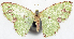  ( - 817441)  @11 [ ] CreativeCommons - Attribution Non-Commercial Share-Alike (2015) David Polluck Smithsonian Institution