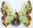  (Comibaena agathia - 817443)  @11 [ ] CreativeCommons - Attribution Non-Commercial Share-Alike (2015) David Polluck Smithsonian Institution