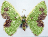  (Comibaena multigruma - 817445)  @11 [ ] CreativeCommons - Attribution Non-Commercial Share-Alike (2015) David Polluck Smithsonian Institution