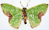  (Comibaena mariae - 817447)  @11 [ ] CreativeCommons - Attribution Non-Commercial Share-Alike (2015) David Polluck Smithsonian Institution