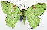  ( - 817468)  @11 [ ] CreativeCommons - Attribution Non-Commercial Share-Alike (2015) David Polluck Smithsonian Institution